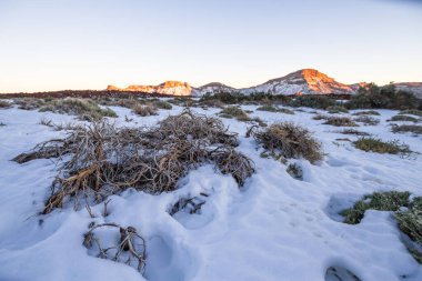 Ön planda ölü süpürge ve arka planda birkaç yeşil süpürge, karlı bir manzarada. Teide Ulusal Parkı, Tenerife, Kanarya Adaları. İspanya