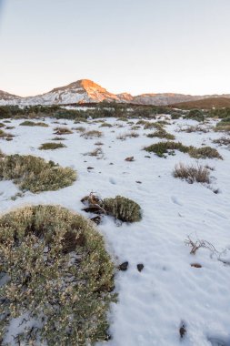 Ön planda ölü süpürge ve arka planda birkaç yeşil süpürge, karlı bir manzarada. Teide Ulusal Parkı, Tenerife, Kanarya Adaları. İspanya