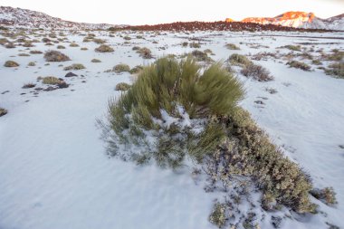 Ön planda ölü süpürge ve arka planda birkaç yeşil süpürge, karlı bir manzarada. Teide Ulusal Parkı, Tenerife, Kanarya Adaları. İspanya