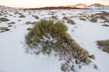 Ön planda ölü süpürge ve arka planda birkaç yeşil süpürge, karlı bir manzarada. Teide Ulusal Parkı, Tenerife, Kanarya Adaları. İspanya