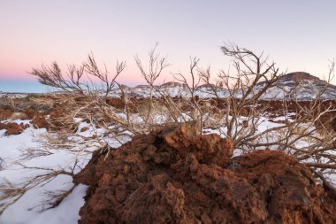 Ön planda ölü süpürge ve arka planda birkaç yeşil süpürge, karlı bir manzarada. Teide Ulusal Parkı, Tenerife, Kanarya Adaları. İspanya