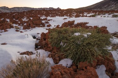 Ön planda ölü süpürge ve arka planda birkaç yeşil süpürge, karlı bir manzarada. Teide Ulusal Parkı, Tenerife, Kanarya Adaları. İspanya