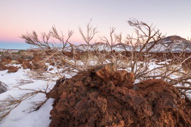 Ön planda ölü süpürge ve arka planda birkaç yeşil süpürge, karlı bir manzarada. Teide Ulusal Parkı, Tenerife, Kanarya Adaları. İspanya