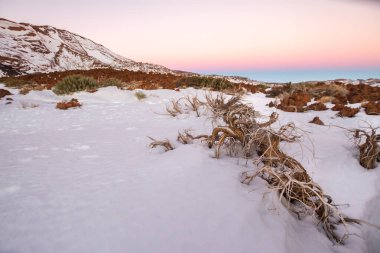 Ön planda ölü süpürge ve arka planda birkaç yeşil süpürge, karlı bir manzarada. Teide Ulusal Parkı, Tenerife, Kanarya Adaları. İspanya