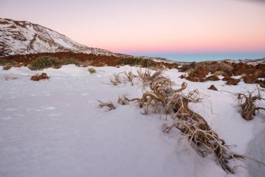 Ön planda ölü süpürge ve arka planda birkaç yeşil süpürge, karlı bir manzarada. Teide Ulusal Parkı, Tenerife, Kanarya Adaları. İspanya