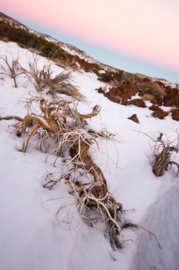 Ön planda ölü süpürge ve arka planda birkaç yeşil süpürge, karlı bir manzarada. Teide Ulusal Parkı, Tenerife, Kanarya Adaları. İspanya
