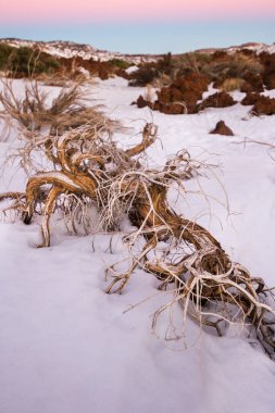 Ön planda ölü süpürge ve arka planda birkaç yeşil süpürge, karlı bir manzarada. Teide Ulusal Parkı, Tenerife, Kanarya Adaları. İspanya