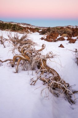 Ön planda ölü süpürge ve arka planda birkaç yeşil süpürge, karlı bir manzarada. Teide Ulusal Parkı, Tenerife, Kanarya Adaları. İspanya