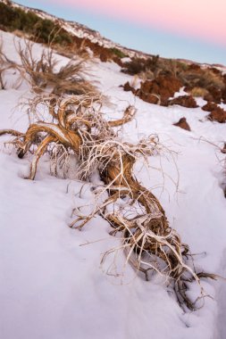 Ön planda ölü süpürge ve arka planda birkaç yeşil süpürge, karlı bir manzarada. Teide Ulusal Parkı, Tenerife, Kanarya Adaları. İspanya