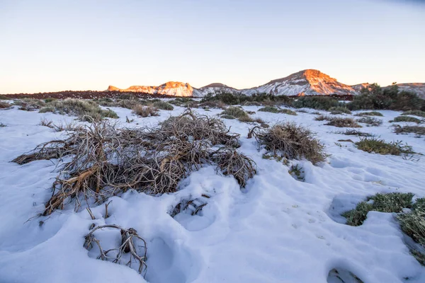 Ön planda ölü süpürge ve arka planda birkaç yeşil süpürge, karlı bir manzarada. Teide Ulusal Parkı, Tenerife, Kanarya Adaları. İspanya