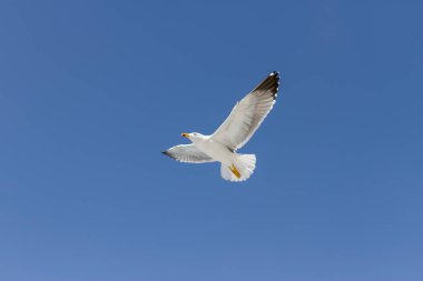 Martı mavi gökyüzünde özgürce uçuyor. Los Gigantes uçurumu, Tenerife, Kanarya Adaları. İspanya