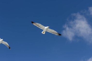 Özgürce uçan iki martı ve arkada Los Gigantes uçurumu. Los Gigantes uçurumu, Tenerife, Kanarya Adaları. İspanya