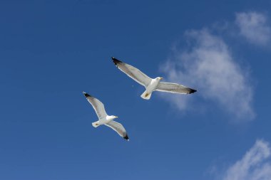 Özgürce uçan iki martı ve arkada Los Gigantes uçurumu. Los Gigantes uçurumu, Tenerife, Kanarya Adaları. İspanya