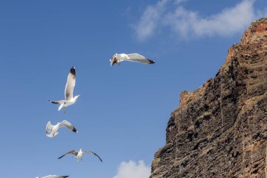 Martı sürüleri özgürce uçuyor ve arka planda Los Gigantes uçurumu var. Los Gigantes uçurumu, Tenerife, Kanarya Adaları. İspanya