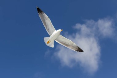 Martı mavi gökyüzünde özgürce uçuyor. Los Gigantes uçurumu, Tenerife, Kanarya Adaları. İspanya