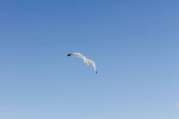 Zeemeeuw Vliegt Vrij Blauwe Lucht Los Gigantes Klif Tenerife Canarische — Stockfoto