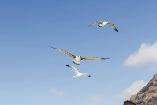 Martı Sürüleri Özgürce Uçuyor Arka Planda Los Gigantes Uçurumu Var — Stok fotoğraf