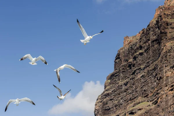 Martı sürüleri özgürce uçuyor ve arka planda Los Gigantes uçurumu var. Los Gigantes uçurumu, Tenerife, Kanarya Adaları. İspanya