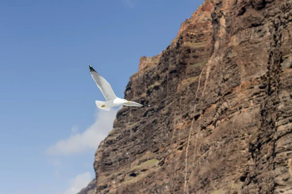 Martı sürüleri özgürce uçuyor ve arka planda Los Gigantes uçurumu var. Los Gigantes uçurumu, Tenerife, Kanarya Adaları. İspanya