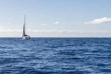 Mavi denizde yelken açan beyaz yelkenlinin yanında yüzen sıradan yunuslar. Devlerin Uçurumu. Tenerife, Kanarya Adaları. İspanya