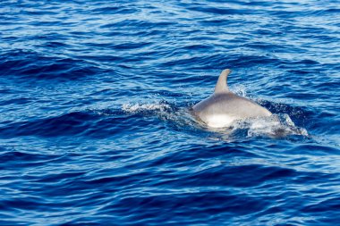 Atlantik Okyanusu 'nda yüzen sıradan yunuslar Tenerife' nin korunan bölgesinde. Devlerin Uçurumu. Tenerife, Kanarya Adaları. İspanya