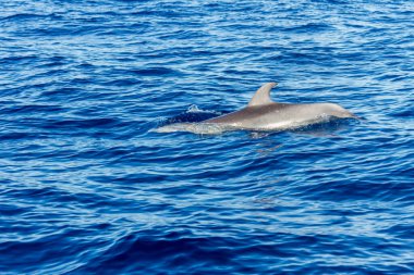 Atlantik Okyanusu 'nda yüzen sıradan yunuslar Tenerife' nin korunan bölgesinde. Devlerin Uçurumu. Tenerife, Kanarya Adaları. İspanya