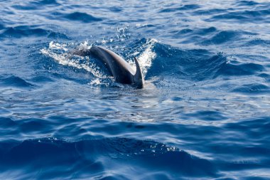 Atlantik Okyanusu 'nda yüzen sıradan yunuslar Tenerife' nin korunan bölgesinde. Devlerin Uçurumu. Tenerife, Kanarya Adaları. İspanya