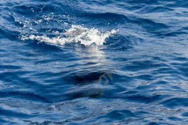 Atlantik Okyanusu 'nda yüzen sıradan yunuslar Tenerife' nin korunan bölgesinde. Devlerin Uçurumu. Tenerife, Kanarya Adaları. İspanya