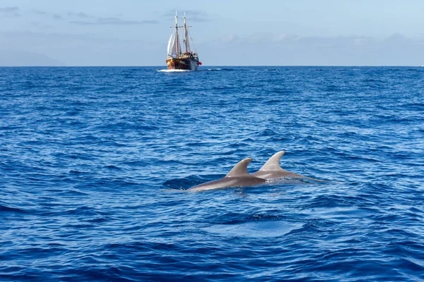 Common Dolphins Swimming White Sailboat Sailing Blue Sea Cliff Giants — Foto de Stock