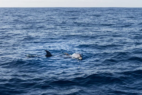 Atlantik Okyanusu 'nda yüzen sıradan yunuslar Tenerife' nin korunan bölgesinde. Devlerin Uçurumu. Tenerife, Kanarya Adaları. İspanya