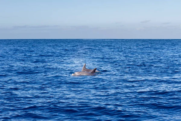 Atlantik Okyanusu 'nda yüzen sıradan yunuslar Tenerife' nin korunan bölgesinde. Devlerin Uçurumu. Tenerife, Kanarya Adaları. İspanya