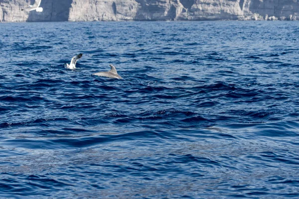 Common Dolphins Swimming Atlantic Ocean Protected Area Tenerife Cliff Giants —  Fotos de Stock
