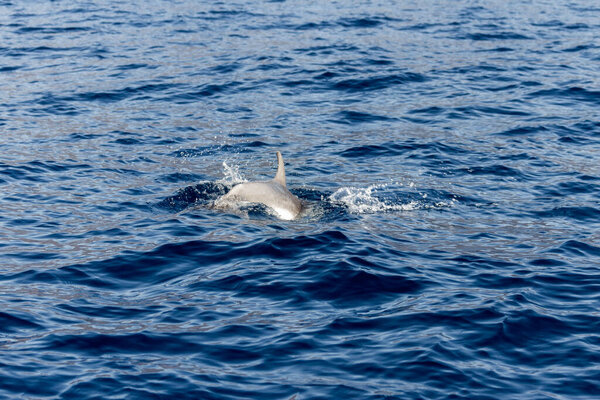 Common dolphins swimming in the Atlantic Ocean in the protected area of Tenerife. Cliff of the giants. Tenerife, Canary Islands. Spain