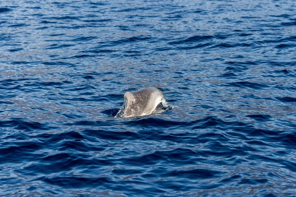 Κοινά Δελφίνια Κολυμπούν Στον Ατλαντικό Ωκεανό Στην Προστατευόμενη Περιοχή Της — Φωτογραφία Αρχείου