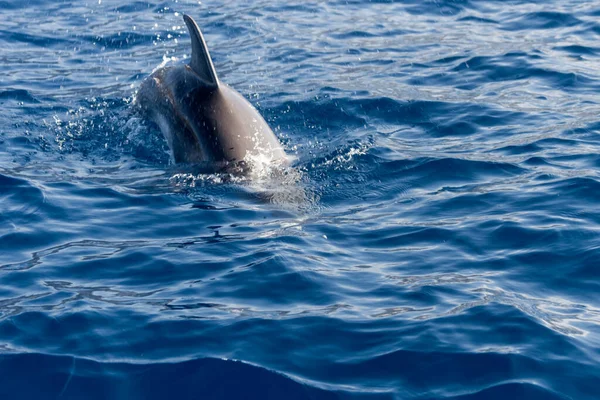 Common Dolphins Swimming Atlantic Ocean Protected Area Tenerife Cliff Giants — Foto de Stock