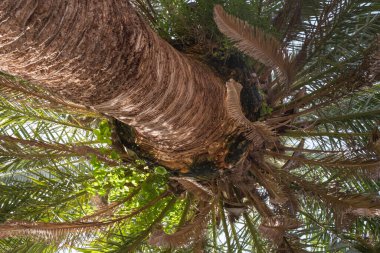 Aşağıdan görünen bir palmiye ağacı. Tenerife, Kanarya Adaları. İspanya