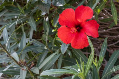 Bir bahar sabahı vahşi kırmızı amber çiçekleri. Tenerife, Kanarya Adaları, İspanya
