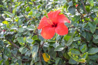 Bir bahar sabahı vahşi kırmızı amber çiçekleri. Tenerife, Kanarya Adaları, İspanya