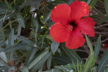 Bir bahar sabahı vahşi kırmızı amber çiçekleri. Tenerife, Kanarya Adaları, İspanya