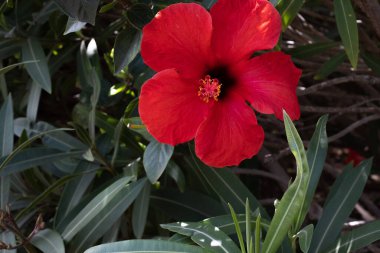 Bir bahar sabahı vahşi kırmızı amber çiçekleri. Tenerife, Kanarya Adaları, İspanya