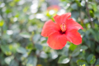 Bir bahar sabahı vahşi kırmızı amber çiçekleri. Tenerife, Kanarya Adaları, İspanya