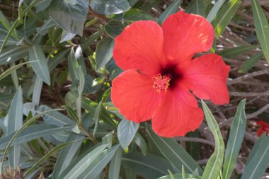 Bir bahar sabahı vahşi kırmızı amber çiçekleri. Tenerife, Kanarya Adaları, İspanya