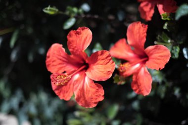 Bir bahar sabahı vahşi kırmızı amber çiçekleri. Tenerife, Kanarya Adaları, İspanya