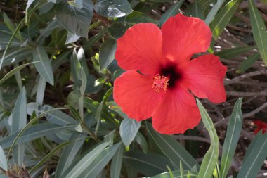 Bir bahar sabahı vahşi kırmızı amber çiçekleri. Tenerife, Kanarya Adaları, İspanya