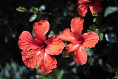 Bir bahar sabahı vahşi kırmızı amber çiçekleri. Tenerife, Kanarya Adaları, İspanya