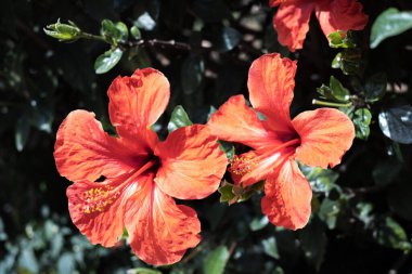 Bir bahar sabahı vahşi kırmızı amber çiçekleri. Tenerife, Kanarya Adaları, İspanya