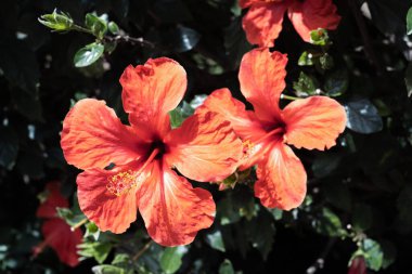 Bir bahar sabahı vahşi kırmızı amber çiçekleri. Tenerife, Kanarya Adaları, İspanya