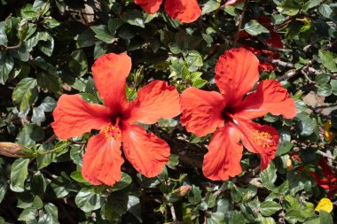 Bir bahar sabahı vahşi kırmızı amber çiçekleri. Tenerife, Kanarya Adaları, İspanya