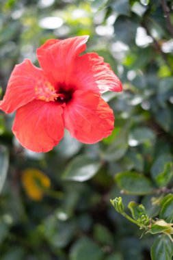Bir bahar sabahı vahşi kırmızı amber çiçekleri. Tenerife, Kanarya Adaları, İspanya