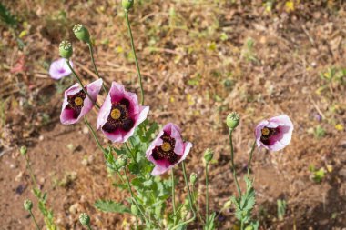 Bir bahar sabahı vahşi kırmızı ve mor haşhaş tarlası. Tenerife, Kanarya Adaları, İspanya
